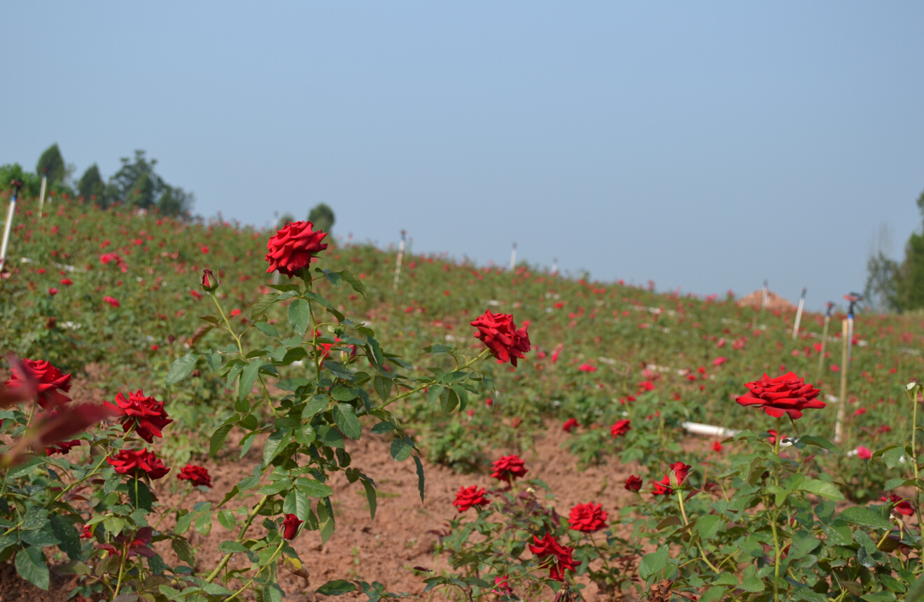 ����.����õ����԰